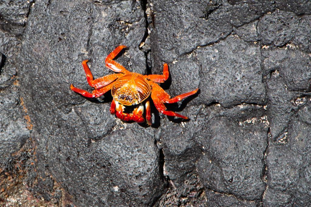 Chez Manany Galapagos Ecolodge Puerto Villamil Kültér fotó