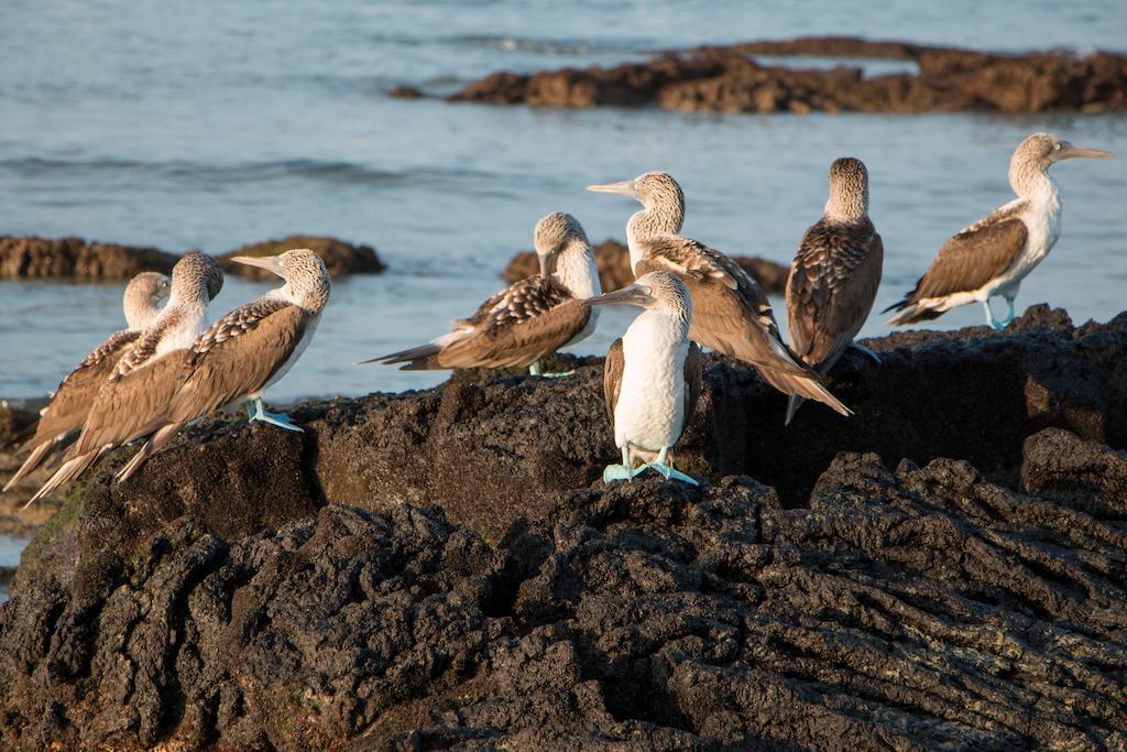 Chez Manany Galapagos Ecolodge Puerto Villamil Kültér fotó